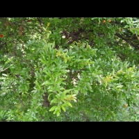 Grenadier - Punica Granatum (fam. Pinucacees) (S-O de l'Asie) (2)
